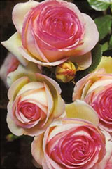 Bild "Rosen:rosen-strauchrose-eden-rose.jpg"