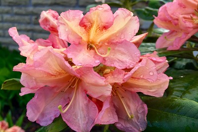 Bild "Sommer:Aktuelles25_Rhododendron_Orangina.JPG"