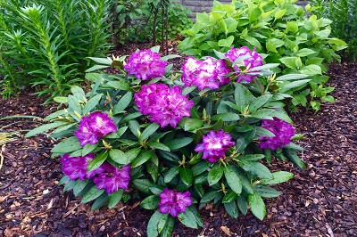 Bild "Sommer:Aktuelles28_Rhododendron_yakushimanum_Bohlkens_Lupinenberg.JPG"