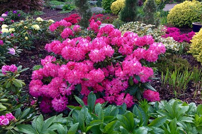 Bild "Sommer:Aktuelles29_Rhododendron_yakushimanum_Sonatine.JPG"