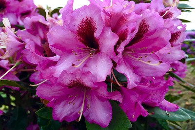 Bild "Sommer:Aktuelles_Rhododendron_Kokardia.JPG"
