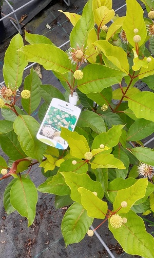 Bild "Sommer:Kruse_Baumschulen_Cephalanthus_occidentalis_Knopfbusch.jpg"