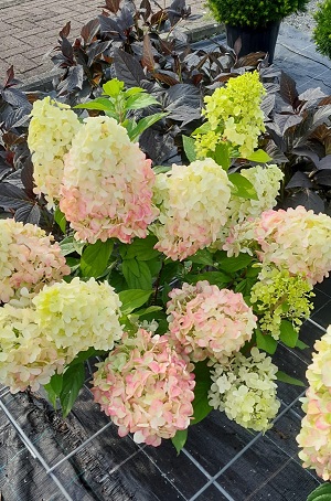 Bild "Sommer:Kruse_Baumschulen_Hydrangea_Bloody_Mary_Hortensie.jpg"