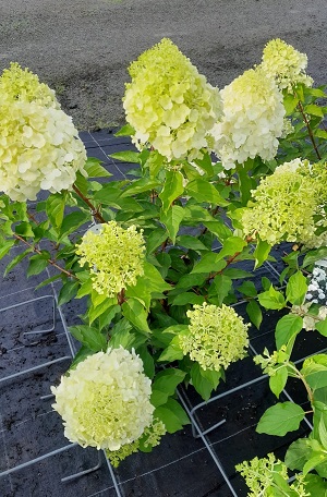 Bild "Sommer:Kruse_Baumschulen_Hydrangea_Limelight_Hortensie.jpg"