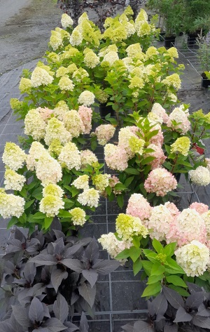 Bild "Sommer:Kruse_Baumschulen_Hydrangea_verschiedene_Hortensien.jpg"