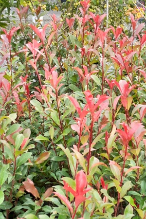 Bild "Sommer:Kruse_Baumschulen_Photinia_Devils_Dream_Glanzmispel.jpg"