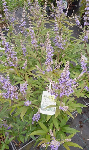 Bild "Sommer:Kruse_Baumschulen_Vitex_latifolia_Moenchspfeffer.jpg"