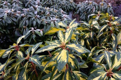 Bild "Winter:gelb-bunte_Rhododendron_Winter.jpg"