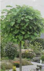 Bild "Ziergehölze:gartenbaeume-kugeltrompetenbaum.jpg"