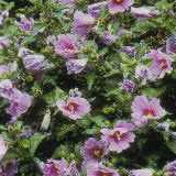 Bild "Ziergehölze:zierstraeucher-sommer-hibiskus.jpg"